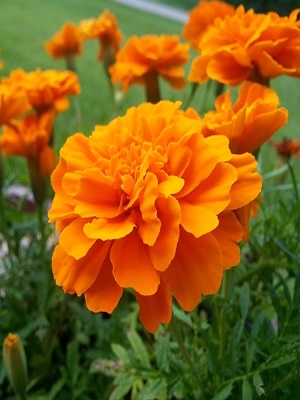 MARIGOLD Durango Tangerine